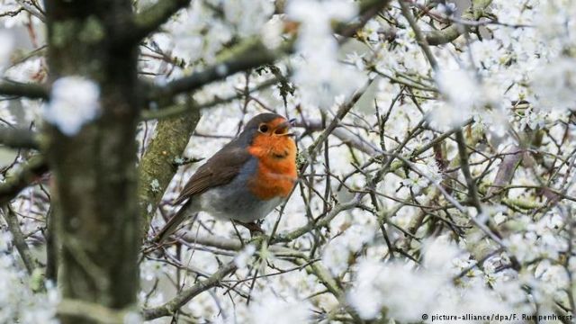 Τα αμπελοπούλια της Κύπρου σε κίνδυνο