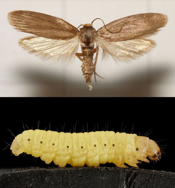 Ενας… σκόρος θα μας σώσει!