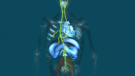 Η νόσος Πάρκινσον ξεκινά από το γαστρεντερικό;