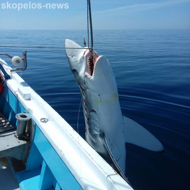 Σκόπελος: Επιασαν καρχαρία μήκους επτά μέτρων