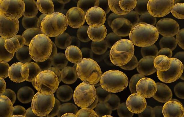 Παραγωγή αντιβιοτικού από μεταλλαγμένη μαγιά!