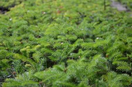 Πάρνηθα 2007-2017: 10 χρόνια μετά τη μεγάλη πυρκαγιά