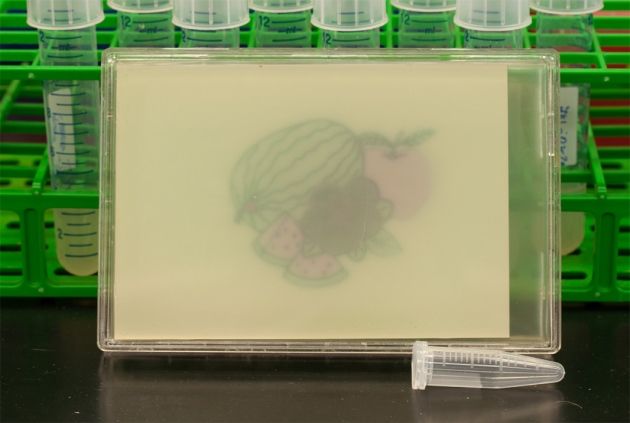 Γενετικά τροποποιημένα βακτήρια ζωγραφίζουν ό,τι βλέπουν