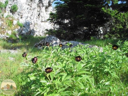 Η υποψηφιότητα του Παρνασσού για την UNESCO