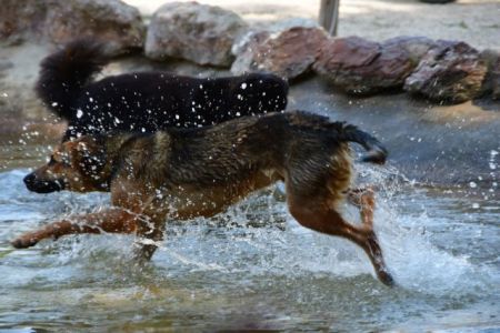 Δύο συλλήψεις για θανάσιμο τραυματισμό αδέσποτου στην Ζάκυνθο