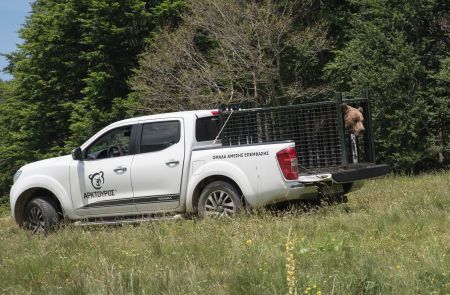 Παράνομη θανάτωση αρκούδας για το δέρμα της καταγγέλλει ο «Αρκτούρος»