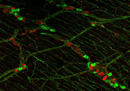 Η κοιλιά μας έχει νεύρα!