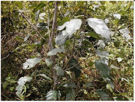 Τροπικό φυτό στη μάχη κατά της νόσου Αλτσχάιμερ