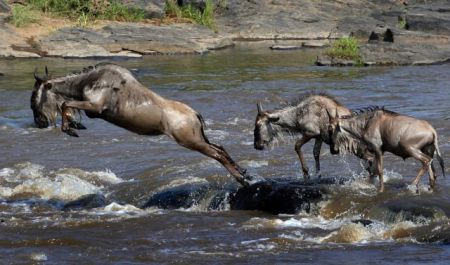 Σερενγκέτι: ζωή από τους μαζικούς πνιγμούς