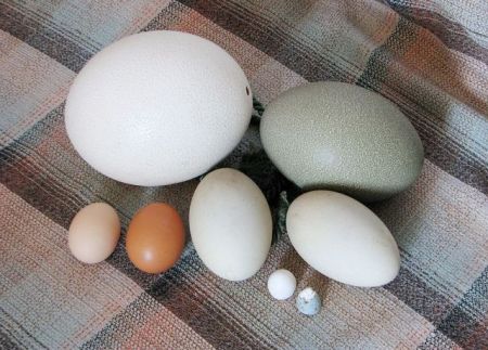 Μια απλή εξήγηση για το σχήμα των αβγών