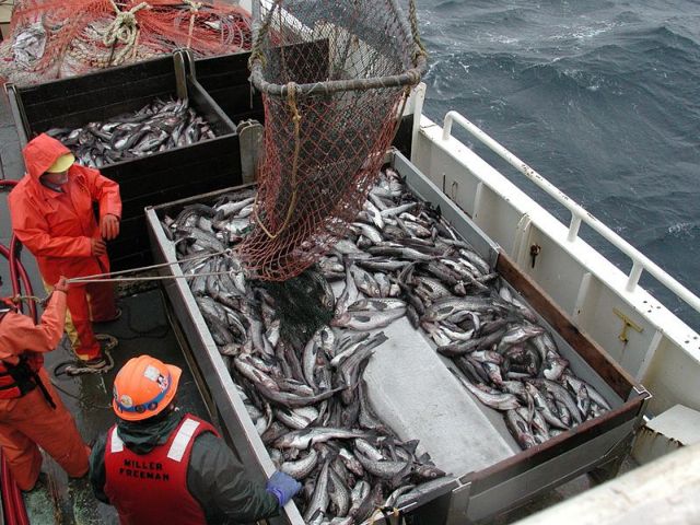 Εκατομμύρια τόνοι ψαριών απορρίπτονται κάθε χρόνο στη θάλασσα