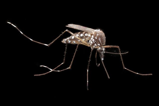 Γιατί η Google απελευθερώνει κουνούπια στην Καλιφόρνια