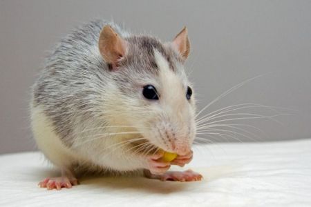 Εγκεφαλικός διακόπτης κάνει τα δειλά ποντίκια αρχηγούς