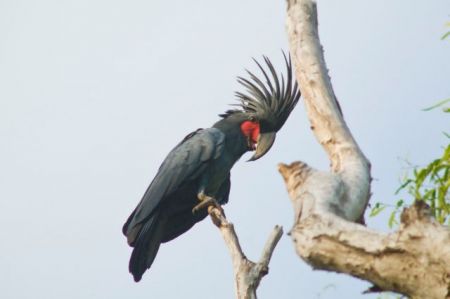 Των ζώων τα… ανθρώπινα!