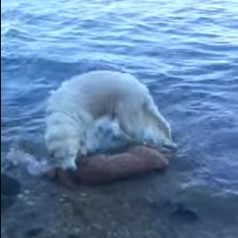 Σκύλος βούτηξε στα νερά του Λονγκ Άιλαντ για να σώσει ελαφάκι