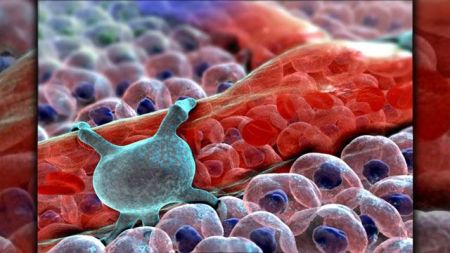 Νέοι δρόμοι στη θεραπεία των εμφραγμάτων και του καρκίνου