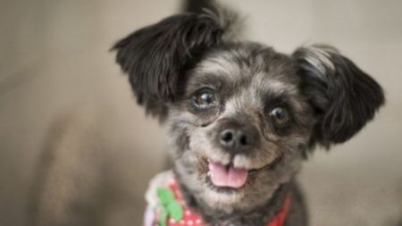 Ο νέος «Πρώτος Σκύλος» της Νοτίου Κορέας