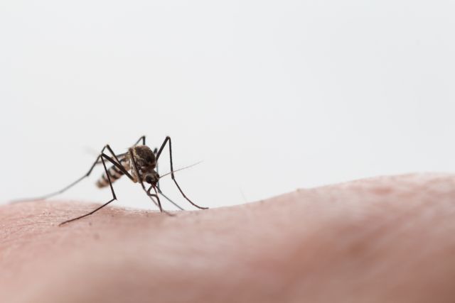 App στο κινητό σας ειδοποιεί πότε σας πλησιάζει κουνούπι