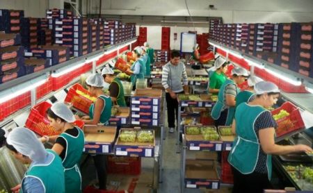 Eλληνικά φρούτα σε Ευρώπη και Ασία