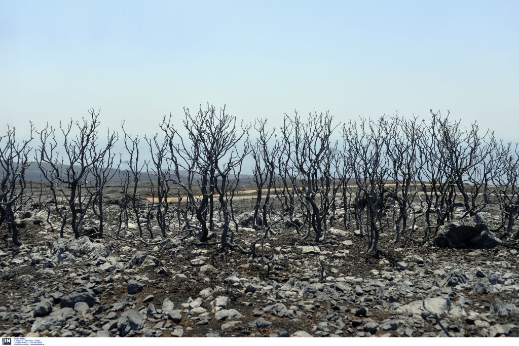 Πενήντα δασικές πυρκαγιές σε ένα 24ωρο