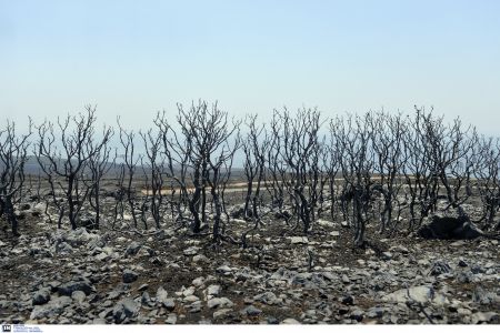 Πενήντα δασικές πυρκαγιές σε ένα 24ωρο