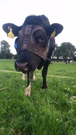 Πως μπορούν οι αγελάδες να παράγουν περισσότερο γάλα