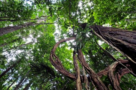 Βραζιλία: επιτρέπει εξόρυξη ορυκτών από προστατευόμενο εθνικό δρυμό