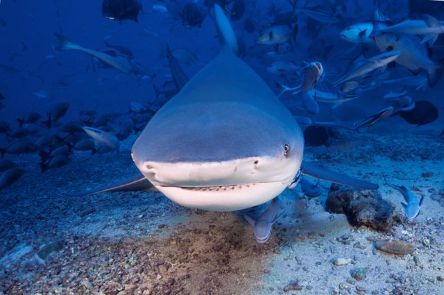 Γιατί δεν υπάρχουν καρχαρίες του γλυκού νερού