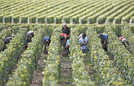 Αντεπίθεση από νέους «παίκτες» στην αγορά του κρασιού 