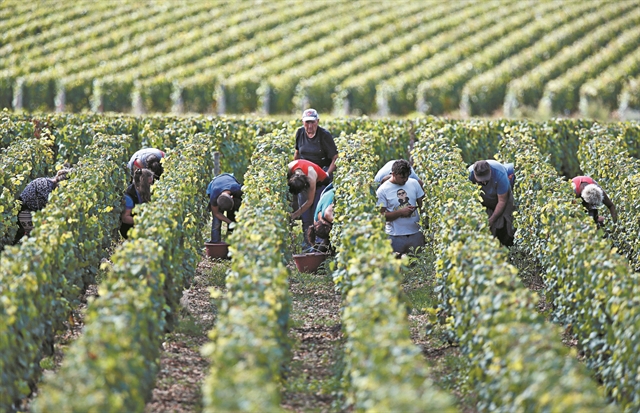 Αντεπίθεση από νέους «παίκτες» στην αγορά του κρασιού