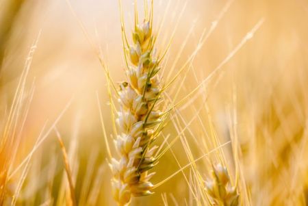 Σκάνερ διαβάζει τα θρεπτικά συστατικά των σιτηρών