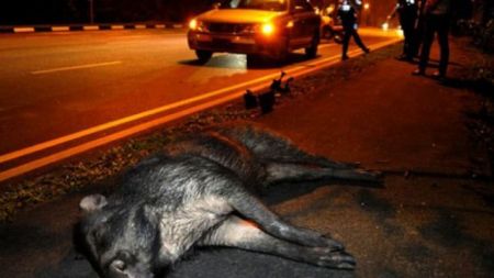 Τροχαίο με αγριογούρουνα έξω από τη Λαμία