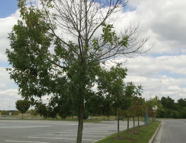 Δέντρα «μιλούν» για την κλιματική αλλαγή μέσω Twitter