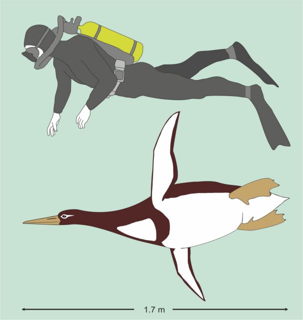 Ανακαλύφθηκε απολίθωμα γιγάντιου πιγκουίνου