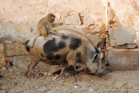 Πίθηκος βρίσκει παράξενο «μεταφορικό μέσο» για να κινηθεί