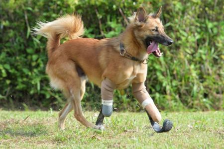 Πόδια παραολυμπιονικών δρομέων σε λυκόσκυλο