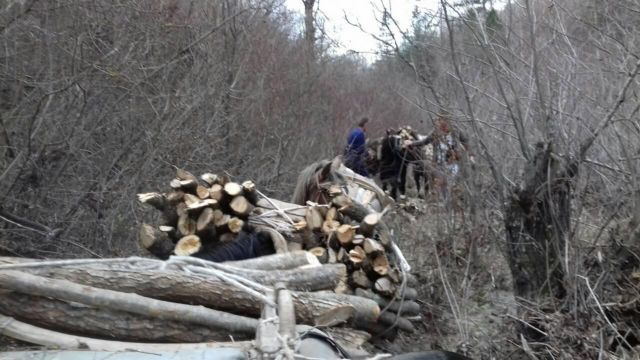 Καστοριά: Φόρτωσαν άλογα με παράνομα υλοτομημένη ξυλεία
