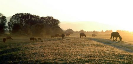 Νεροβούβαλος: από την εξαφάνιση, στην παραγωγή και στην ανάπτυξη