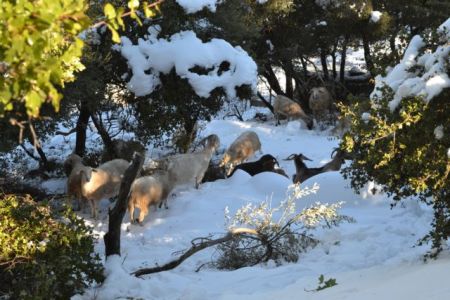 Φλώρινα: Με καθυστέρηση στα σχολεία λόγω χιονόπτωσης