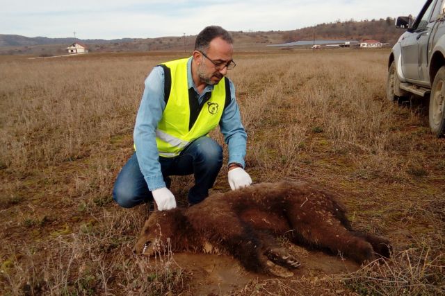 Νεκρό αρκουδάκι από δηλητηριασμένο δόλωμα στην Καστοριά