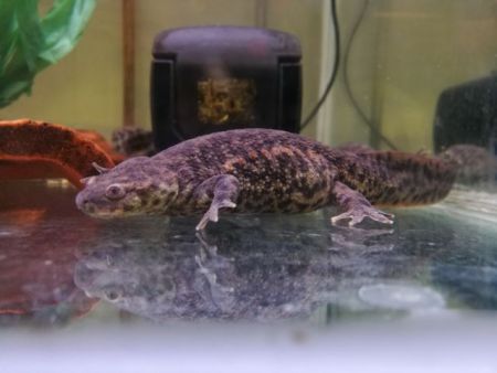 Κάν’ το όπως η σαλαμάνδρα