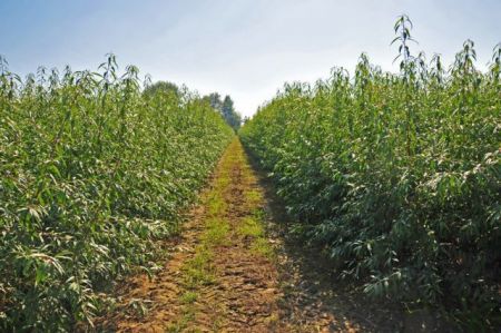 Απίστευτη κλοπή στον Τύρναβο: Σήκωσαν 4 χιλιάδες δενδρύλλια