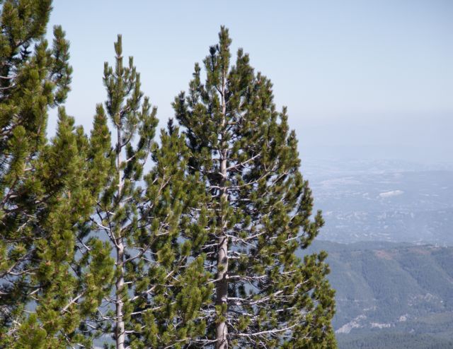 Η ομορφιά γεννιέται στην Πίνδο