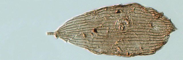 Ανακαλύφθηκαν απολιθώματα πεταλούδων 200 εκατ. ετών