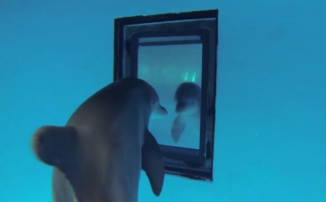 Τα δελφίνια αναγνωρίζουν τους ευαυτούς τους στον καθρέφτη  πριν τα παιδιά