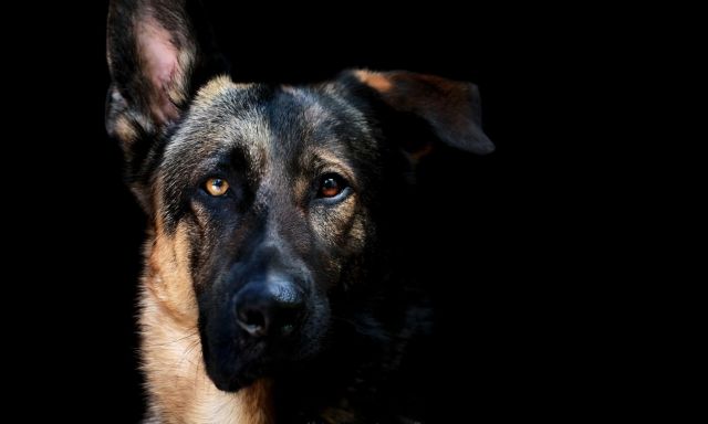 ΗΠΑ: Άνδρας δάγκωσε σκύλο της αστυνομίας για να μη συλληφθεί