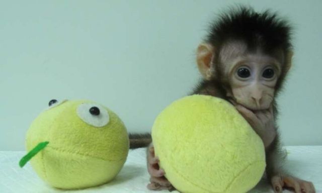 Κινέζοι ερευνητές πέτυχαν να κλωνοποιήσουν μαϊμούδες