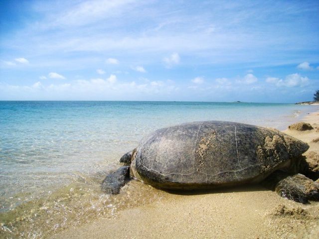 Η κλιματική αλλαγή κάνει τις θαλάσσιες χελώνες να γίνονται θηλυκές