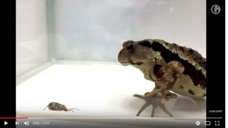 Σκαθάρι μένει ζωντανό στο στομάχι ενός βατράχου [Βίντεο]