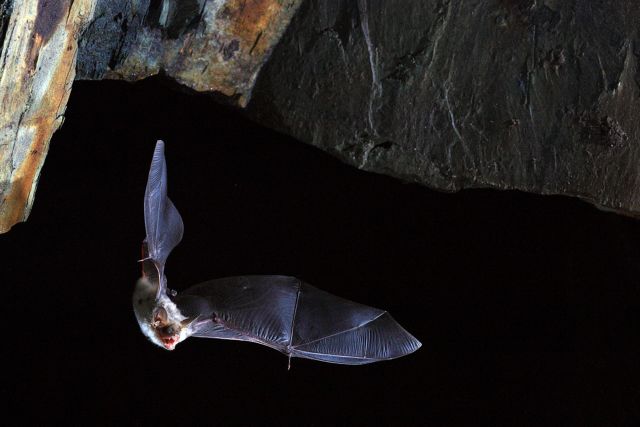 Ψάχνουν και στις νυχτερίδες το μυστικό της μακροζωίας